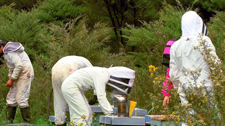 Die Bienenflüsterer