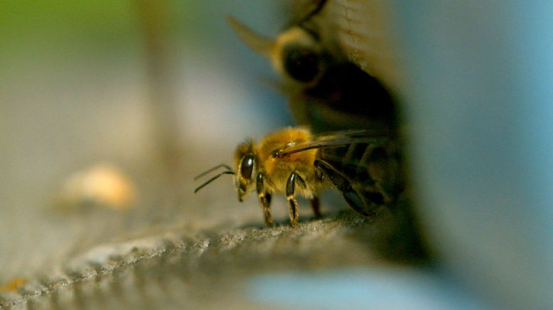 Die Bienenflüsterer