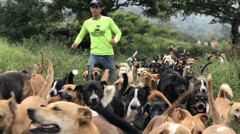 Costa Rica: Das größte Hundeheim der Welt