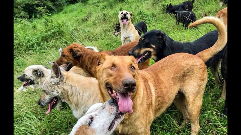 Costa Rica: Das größte Hundeheim der Welt