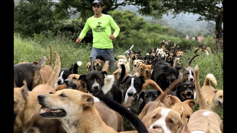 Costa Rica: Das größte Hundeheim der Welt