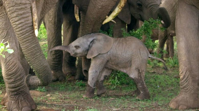 Wilde Tierbabys