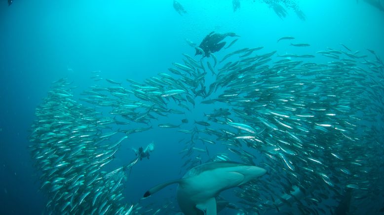 Shark Alley: Jagdrevier der Haie