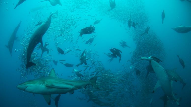 Shark Alley: Jagdrevier der Haie