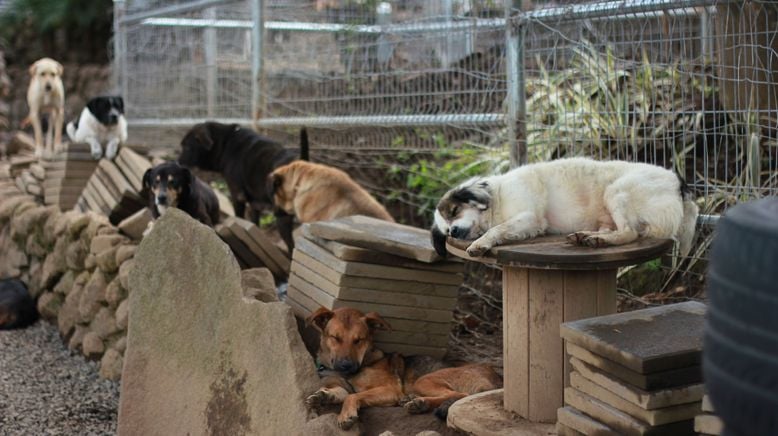 Costa Rica: Das größte Hundeheim der Welt