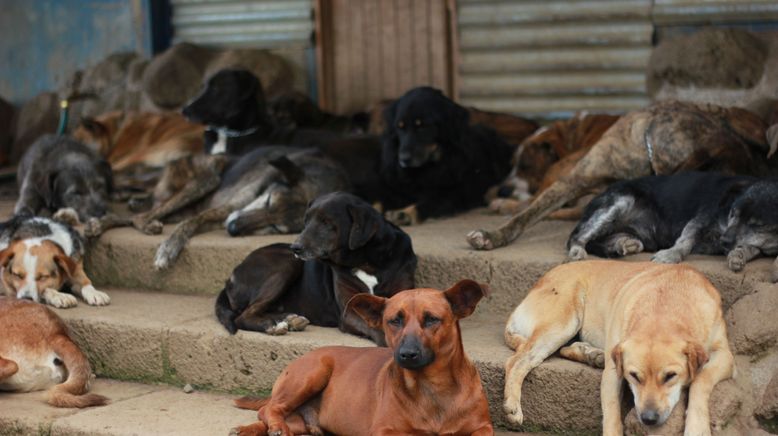 Costa Rica: Das größte Hundeheim der Welt