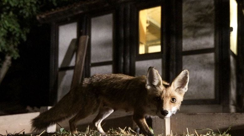 Wilde Nächte - Wenn die Tiere erwachen