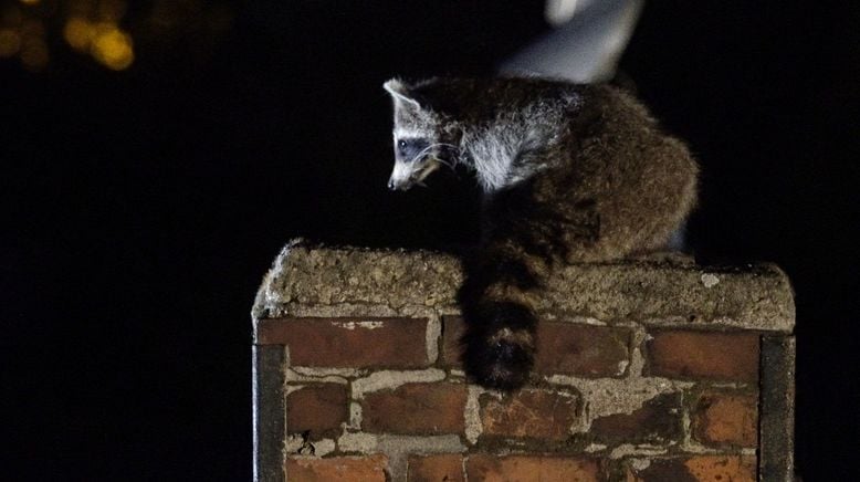 Wilde Nächte - Wenn die Tiere erwachen