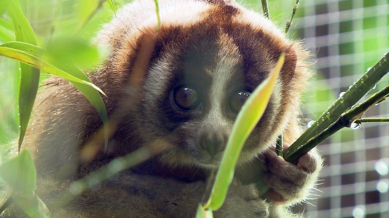 Anna und die wilden Tiere