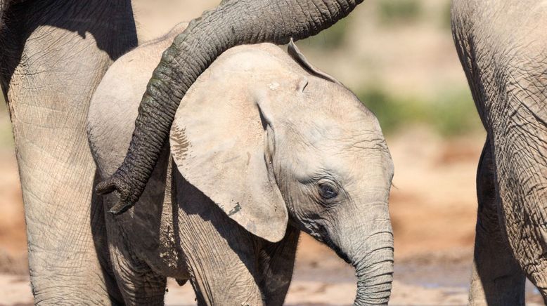 Tierische Verbündete