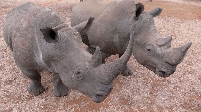 Deadly 60 - Die gefährlichsten Tiere der Welt