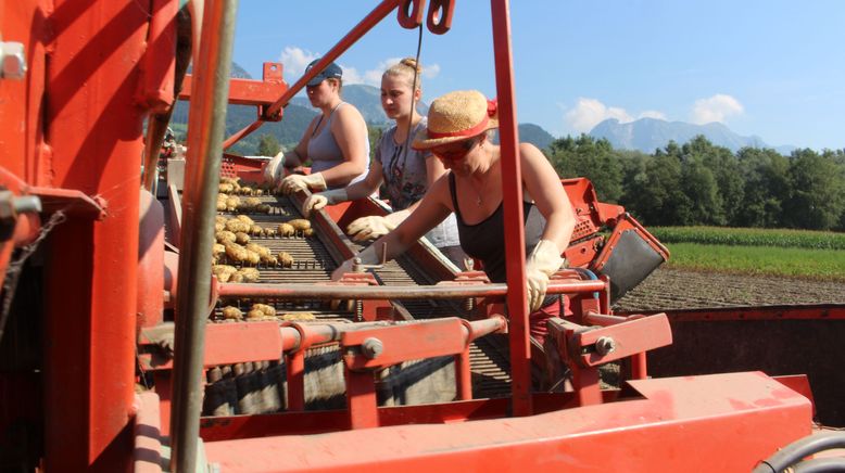 Sommer im steirischen Ennstal