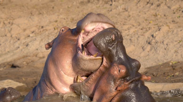 Die Großkatzen der Masai Mara