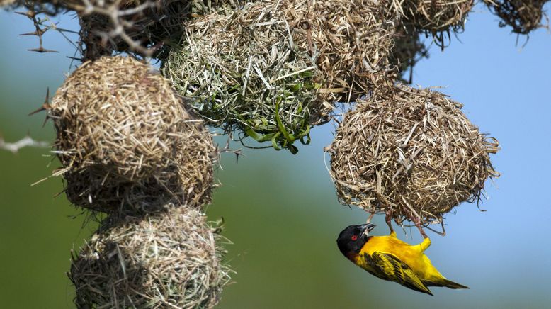 Baumeister der Wildnis