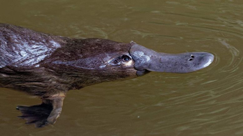 Toxische Tierwelt