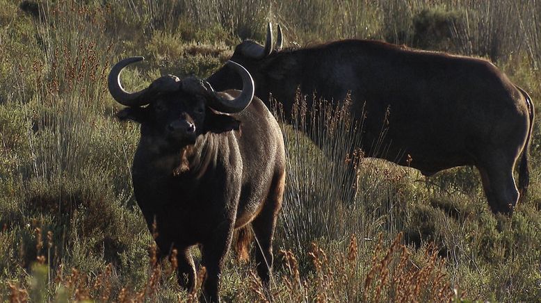 Am Kap der wilden Tiere