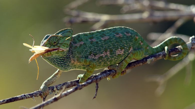 Spaniens wilder Süden