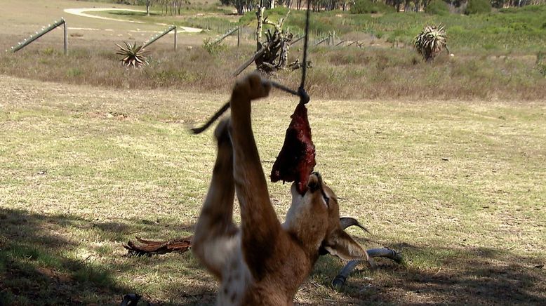 Am Kap der wilden Tiere