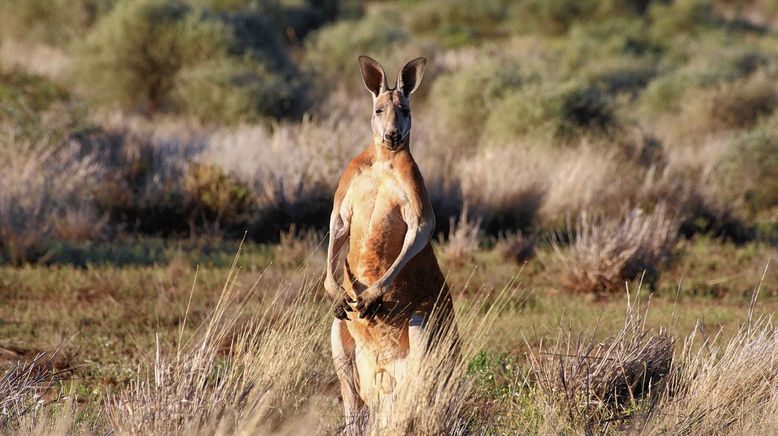 Wildes Australien