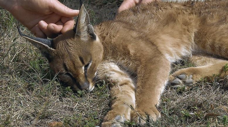 Am Kap der wilden Tiere