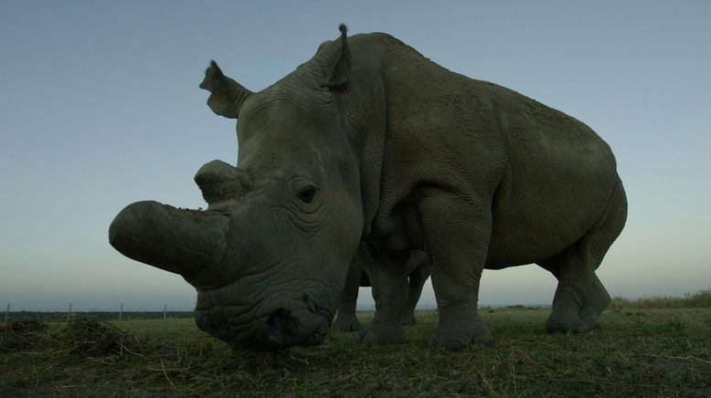 Tagebuch der Wildnis in Kenia