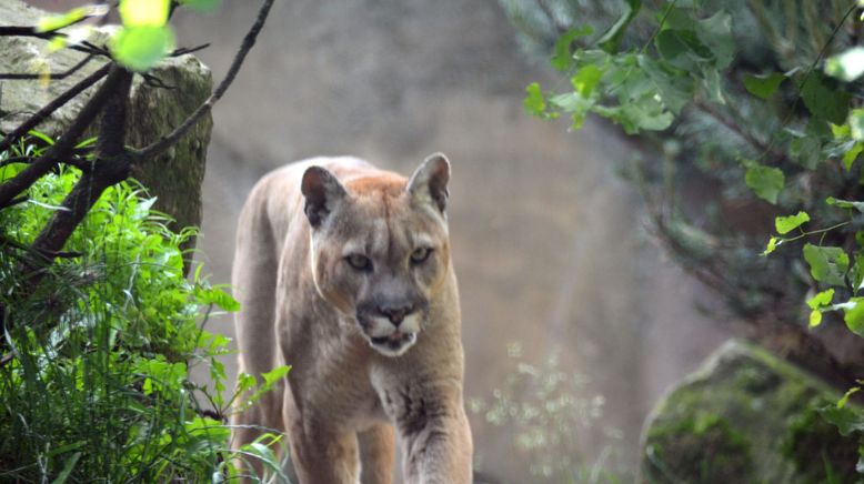 Seehund, Puma & Co.