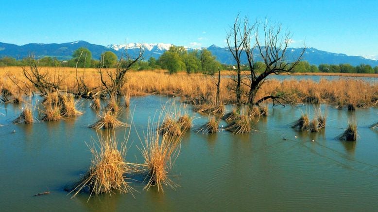 Bodensee - Wildnis am großen Wasser