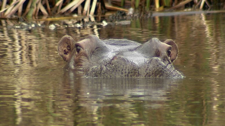 Am Kap der wilden Tiere