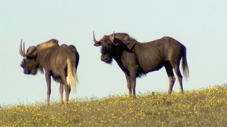 Am Kap der wilden Tiere