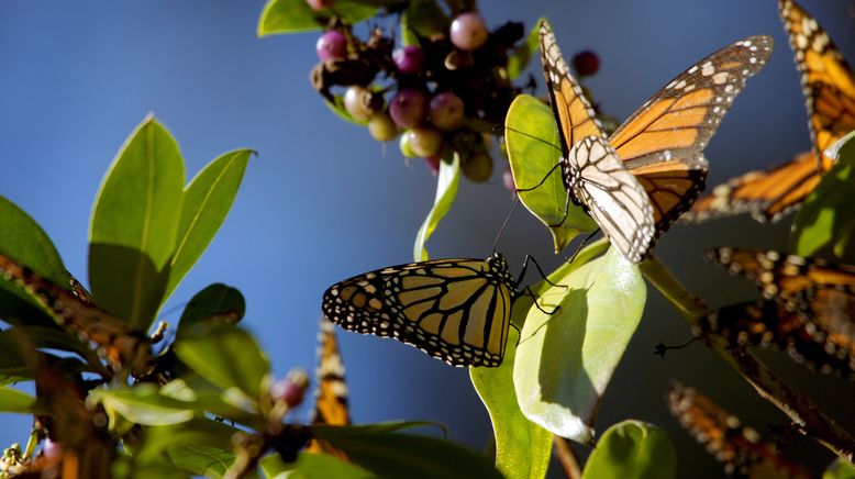 Die Wildnis der USA