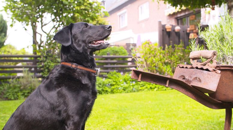 Hunde verstehen!