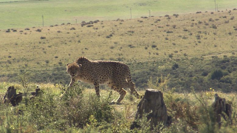 Am Kap der wilden Tiere