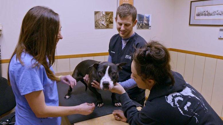 Pitbulls auf Bewährung