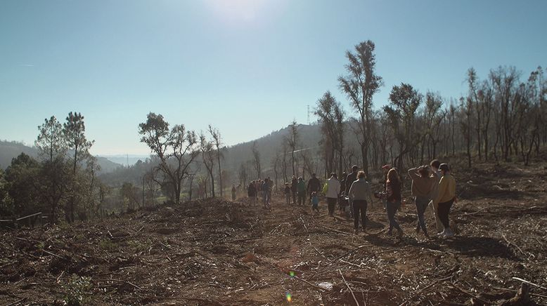 Vom Feuer bedroht - Waldbrand in Portugal