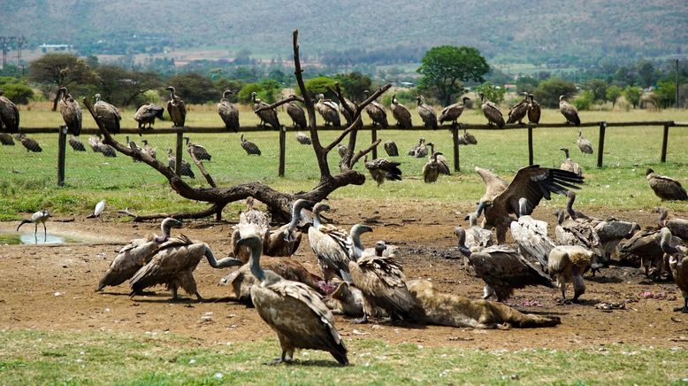 Die Superkräfte der Tiere