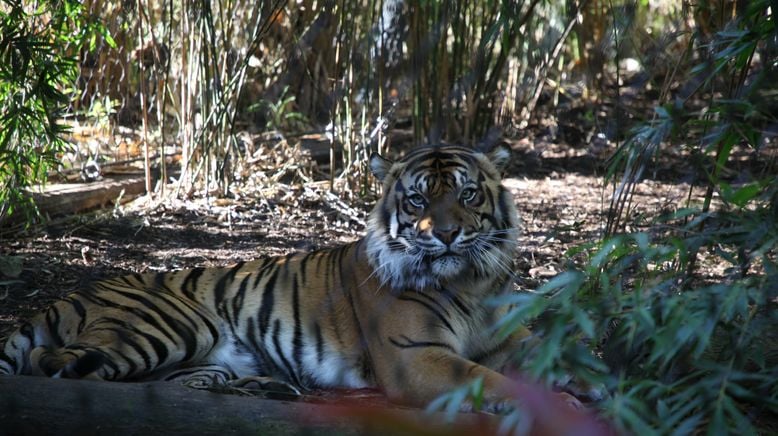 Taronga Zoo Hautnah