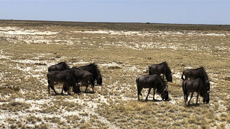 Unentdecktes Nordnamibia (1/2)