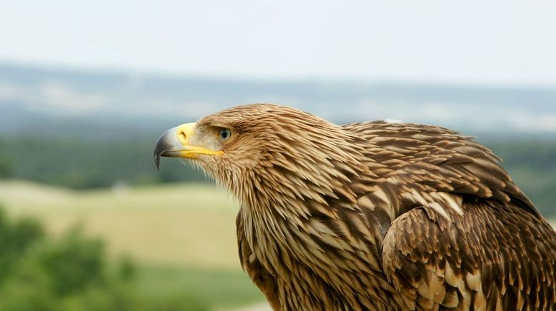 Jäger der Lüfte - Habicht, Bussard, Adler