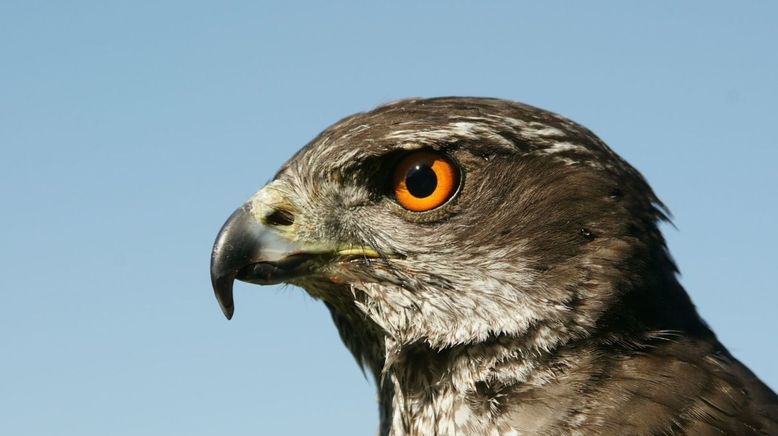 Jäger der Lüfte - Habicht, Bussard, Adler