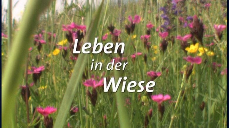 Tiere und Pflanzen