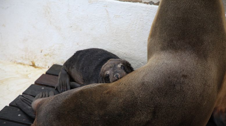 Taronga Zoo Hautnah