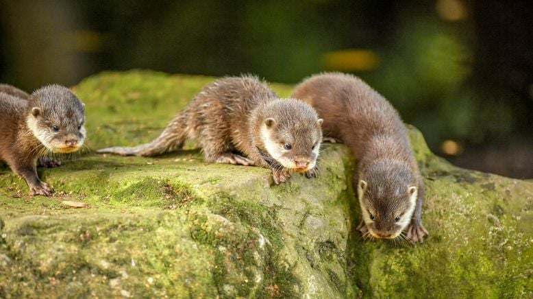 Zoo und so - Tierisch wild!