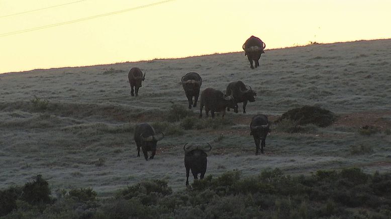 Am Kap der wilden Tiere