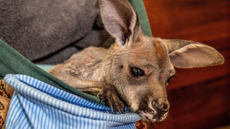 Die Superkräfte der Tiere