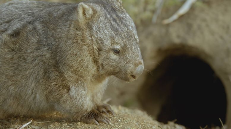 Das geheime Leben der Wombats