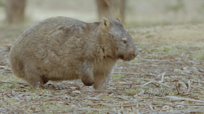 Das geheime Leben der Wombats