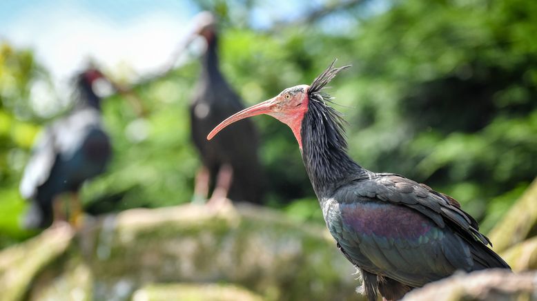 Zoo und so - Tierisch wild!