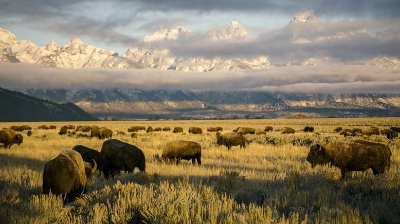 Yellowstone - Im Bann der Geysire