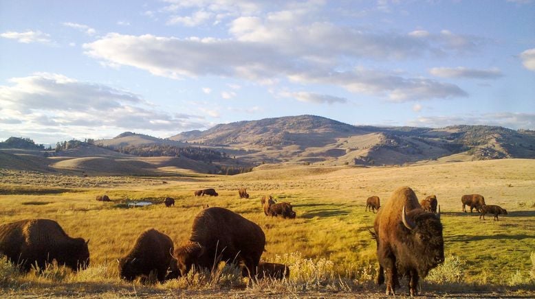 Yellowstone - Im Bann der Geysire