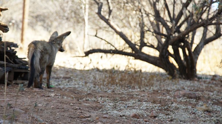 Die Superkräfte der Tiere